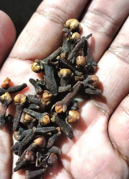 Cloves Supplier For Your Needs