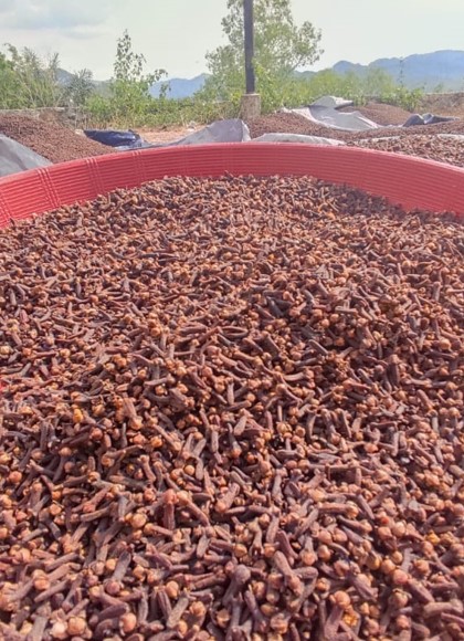 Cloves Supplier From Indonesia
