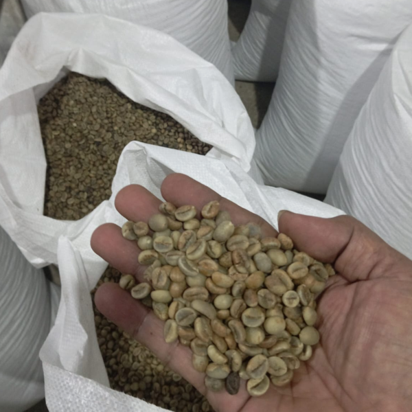 arabica coffee grade 1